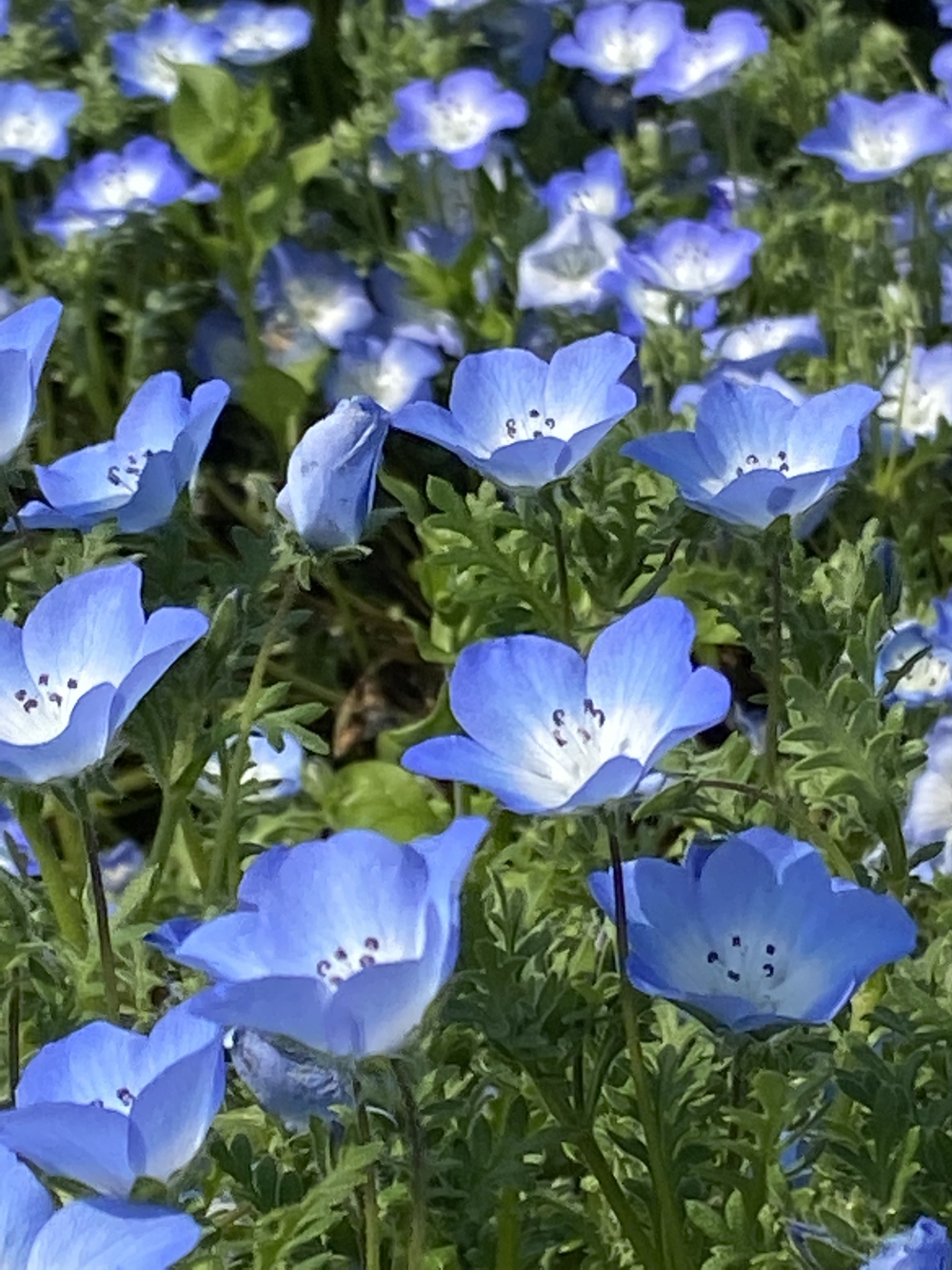 酒匂川河口〜松田山　ネモフィラの旅の写真13