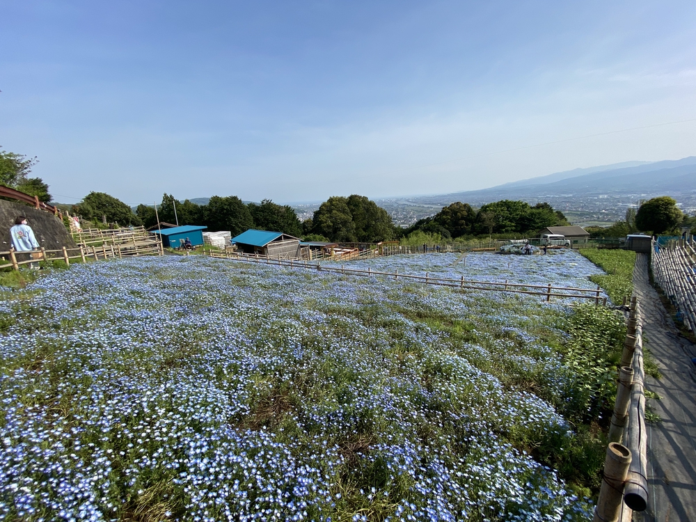 酒匂川河口〜松田山　ネモフィラの旅の写真14