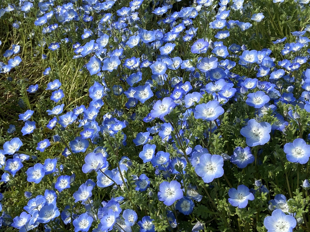酒匂川河口〜松田山　ネモフィラの旅の写真15