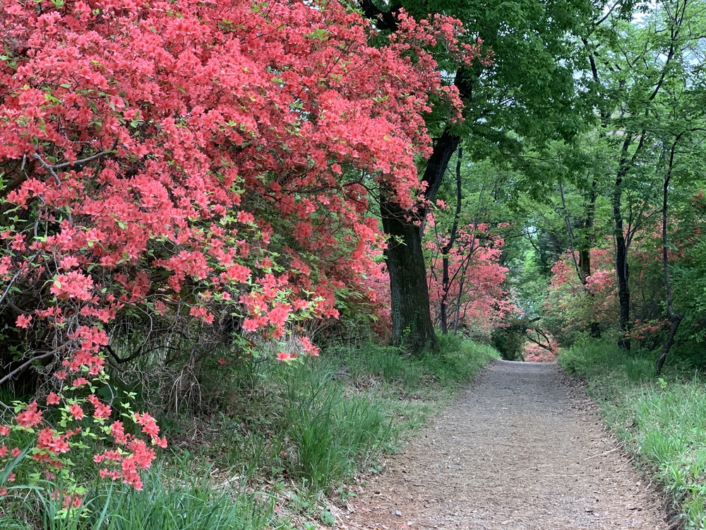 戦国の名城 滝山城を攻める！の写真9