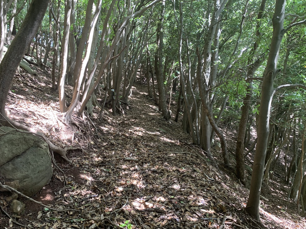 西伊豆歩道 井田コースと大瀬崎コースの写真6