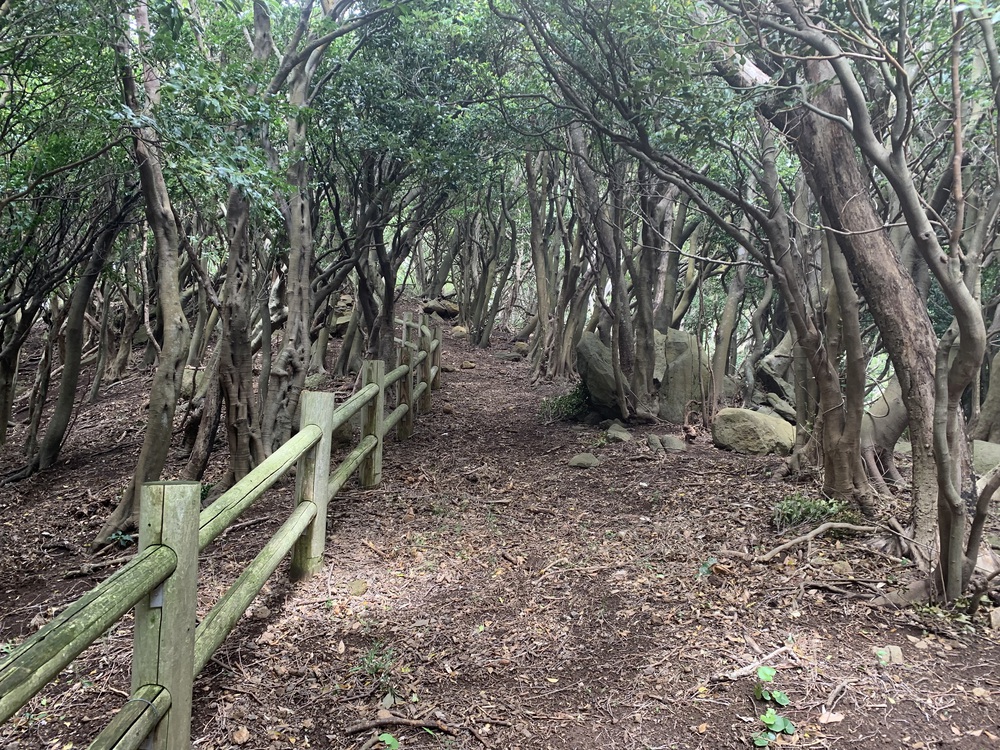 西伊豆歩道 井田コースと大瀬崎コースの写真11