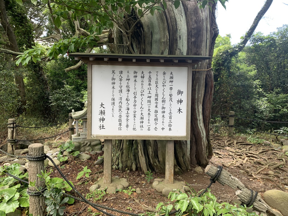 西伊豆歩道 井田コースと大瀬崎コースの写真12