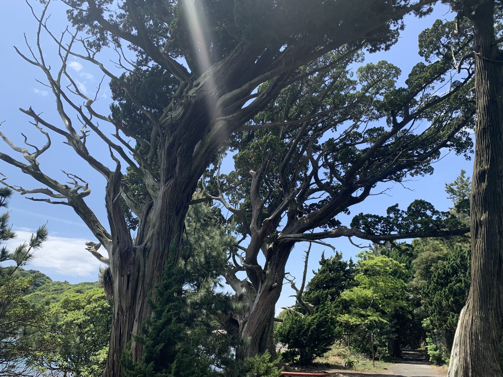 西伊豆歩道 井田コースと大瀬崎コースの写真13