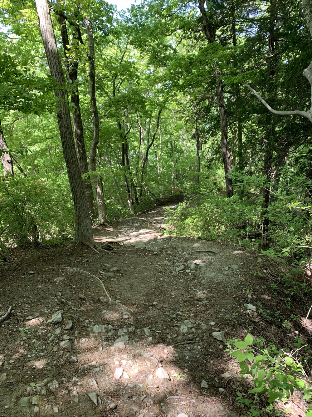 【トレイル】長瀞アルプス宝登山1wayの写真8