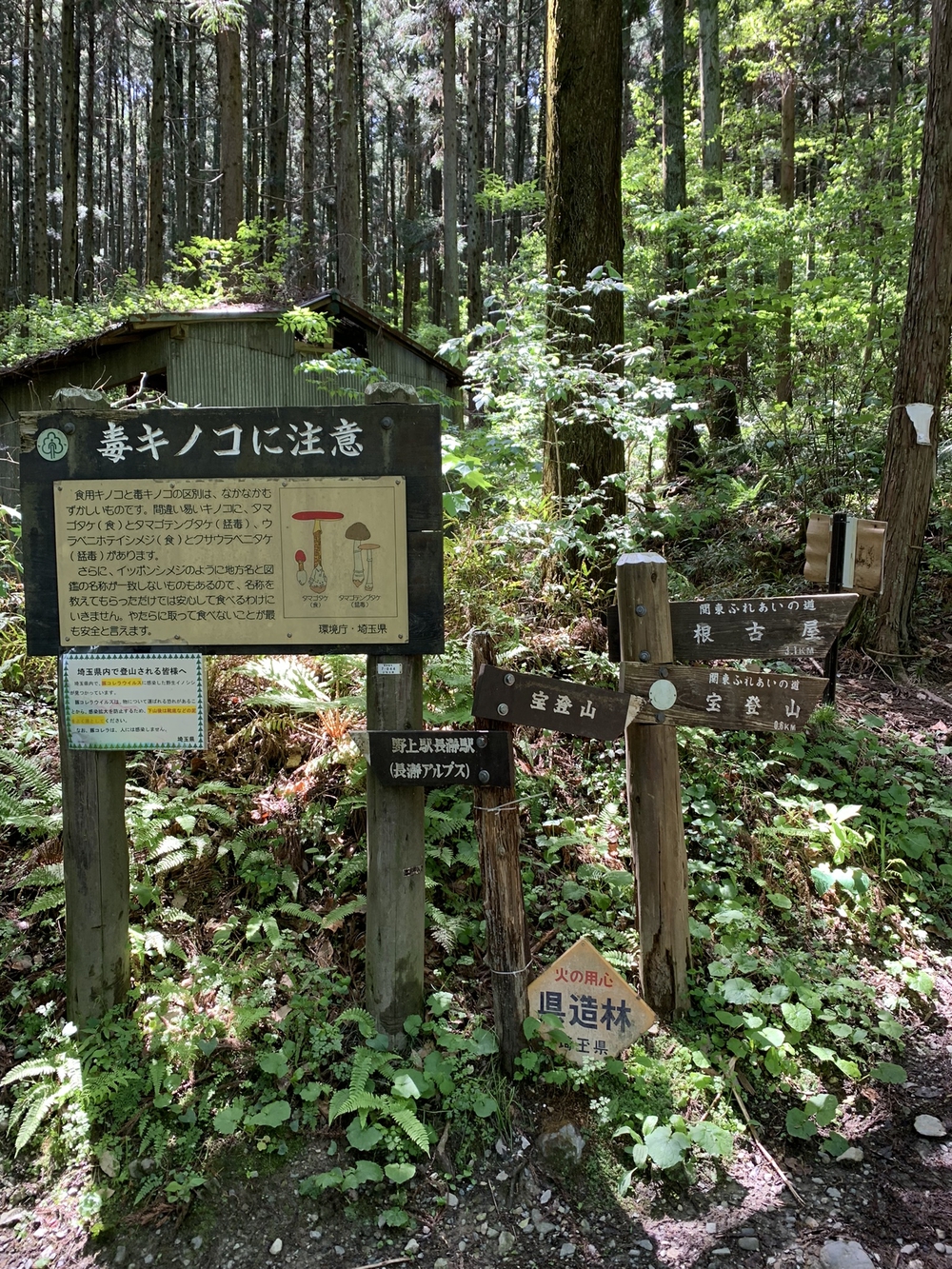 【トレイル】長瀞アルプス宝登山1wayの写真9