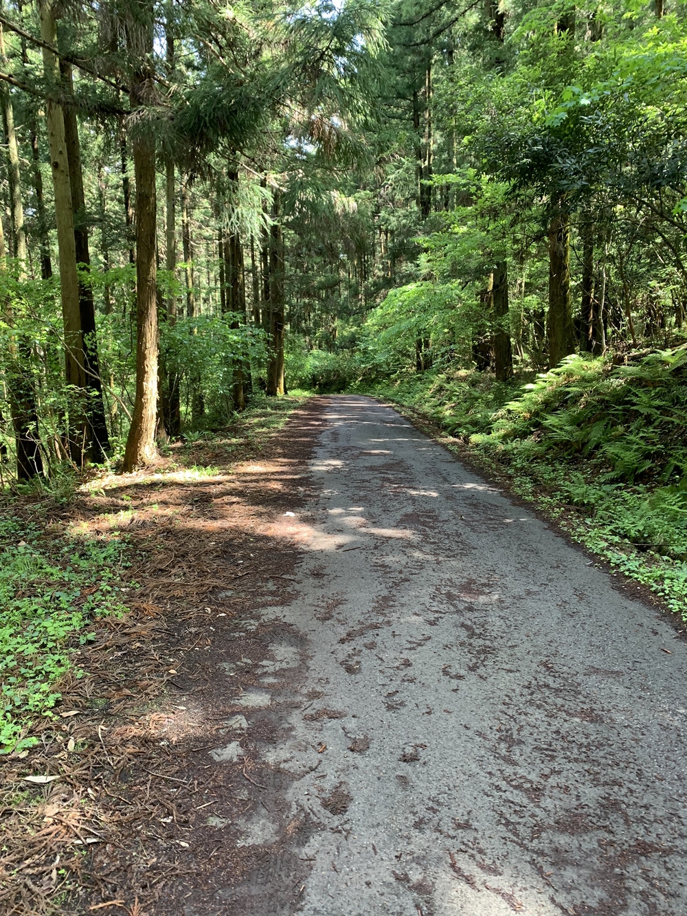 【トレイル】長瀞アルプス宝登山1wayの写真10