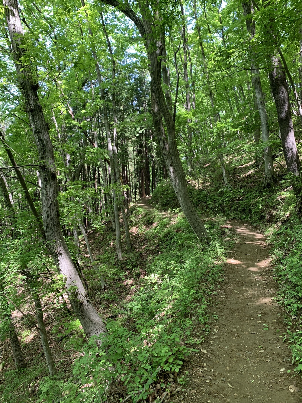 【トレイル】長瀞アルプス宝登山1wayの写真11