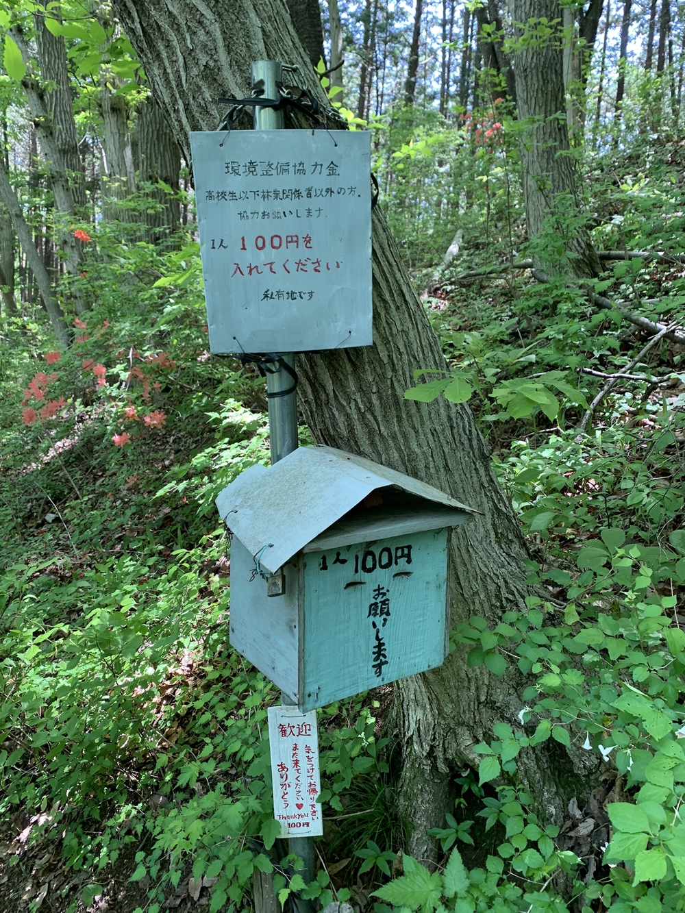 【トレイル】長瀞アルプス宝登山1wayの写真12