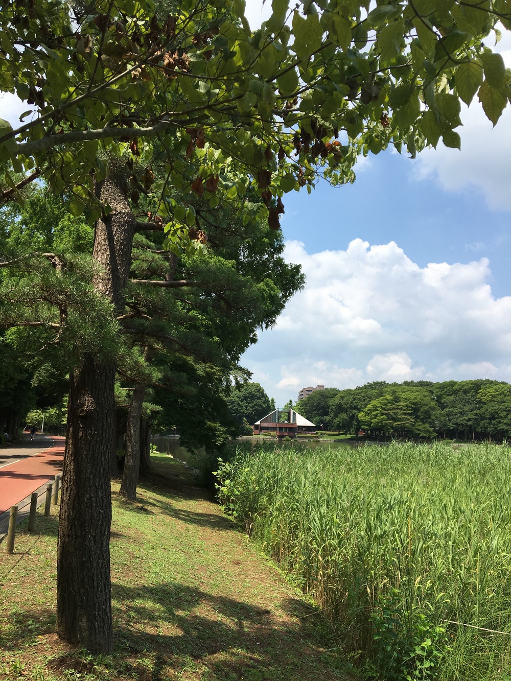 まるで森の中　洞峰公園周回コースの写真3