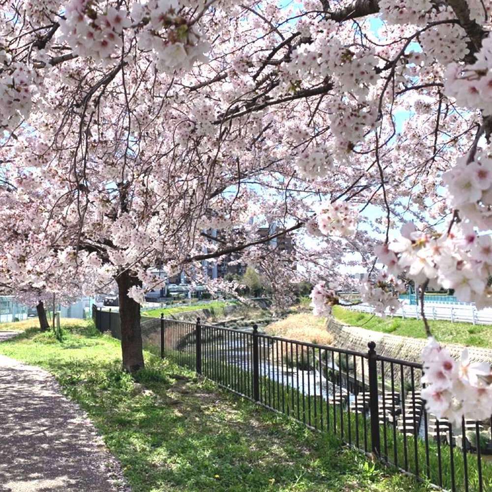 名古屋：植田川・走破／猪高緑地～源流～本郷～名二環～焼山～植田の写真6