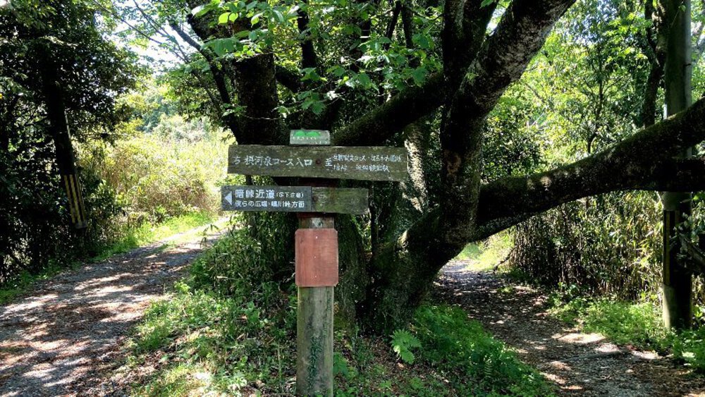 ピンクの壁【つつじローーール♪】の写真13