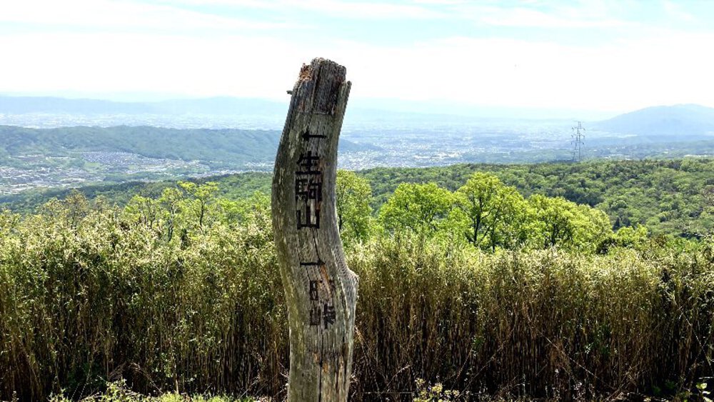 ピンクの壁【つつじローーール♪】の写真15