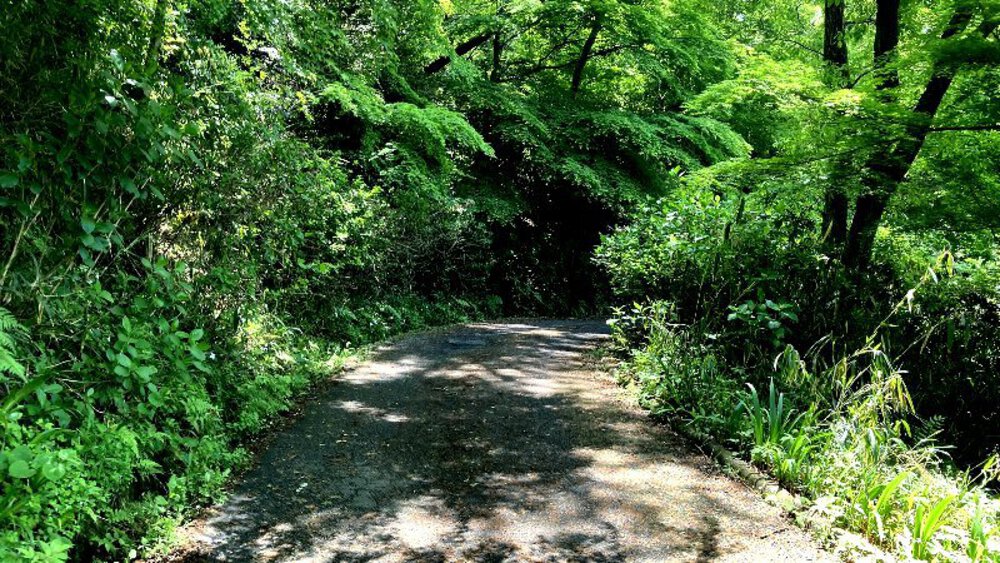 ピンクの壁【つつじローーール♪】の写真17