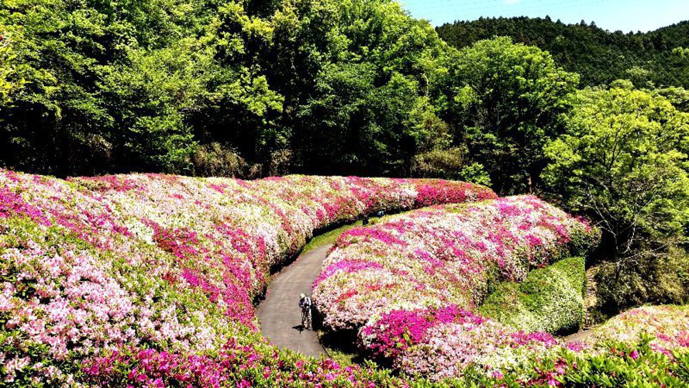 ピンクの壁【つつじローーール♪】の写真18