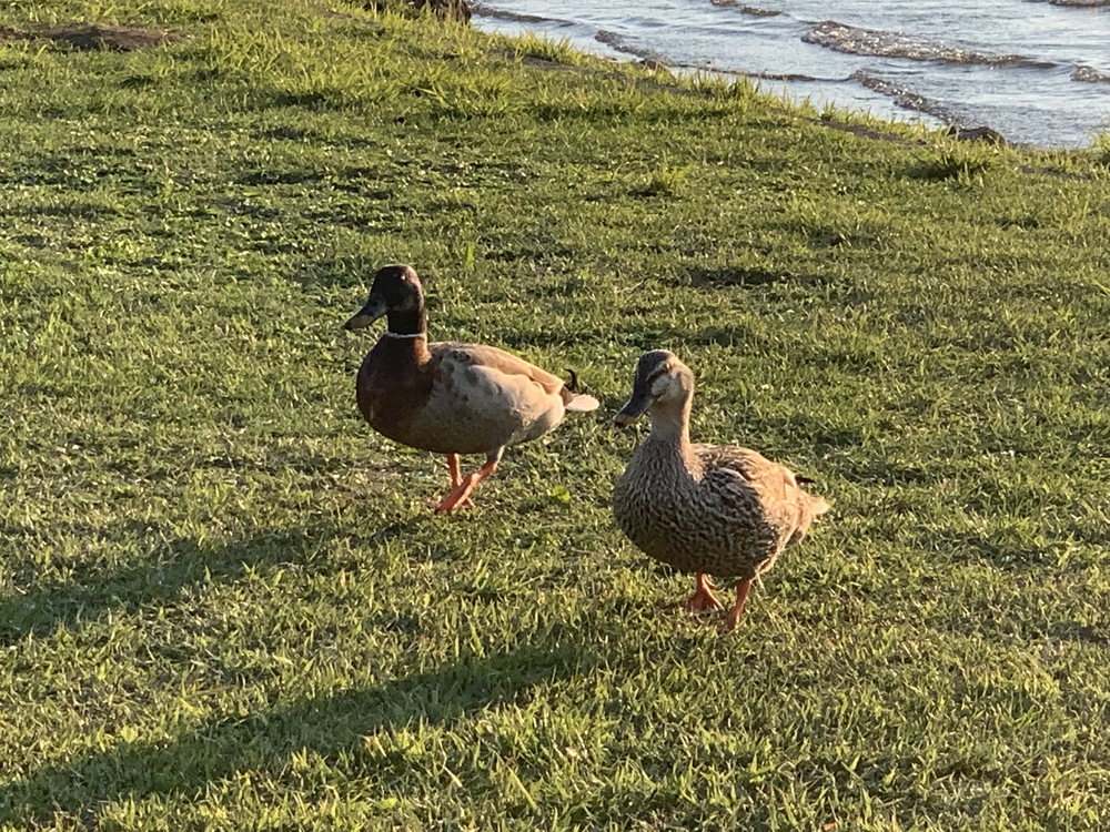 諏訪湖一周16kmの写真10