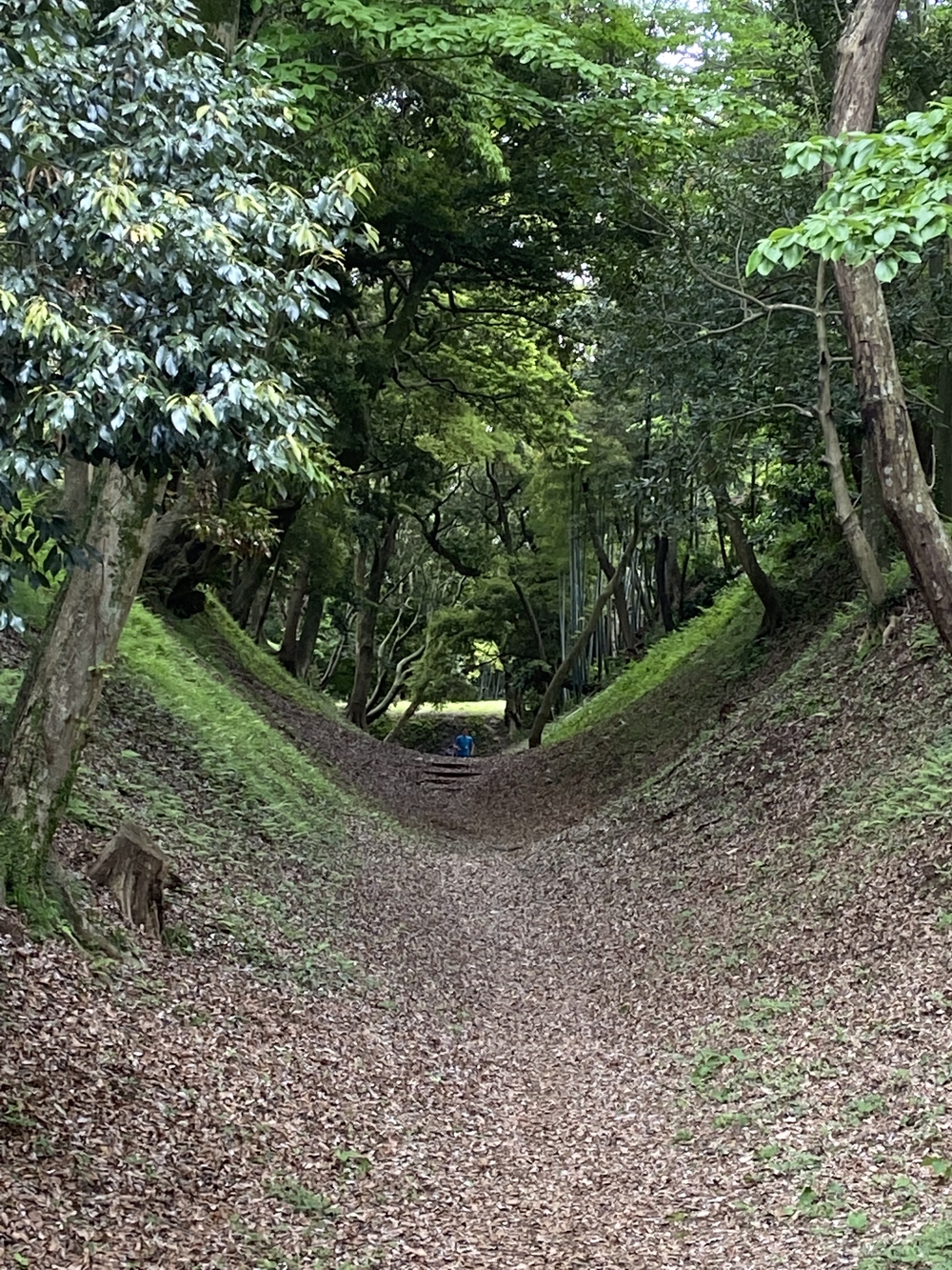 ゆるトレ日記『小田原城の裏山〜いこいの森散策』の写真3