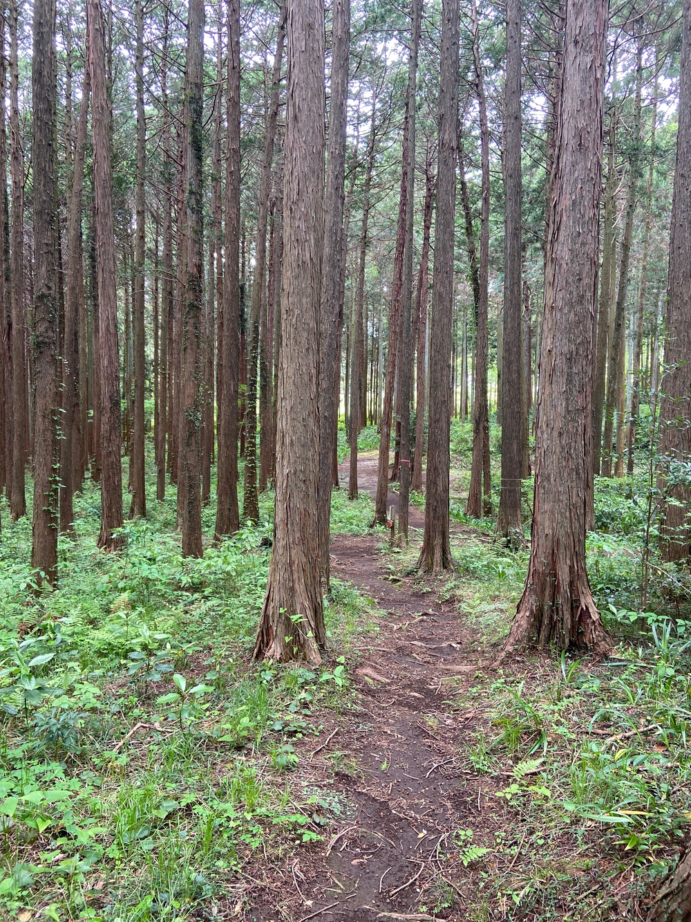 ゆるトレ日記『小田原城の裏山〜いこいの森散策』の写真11