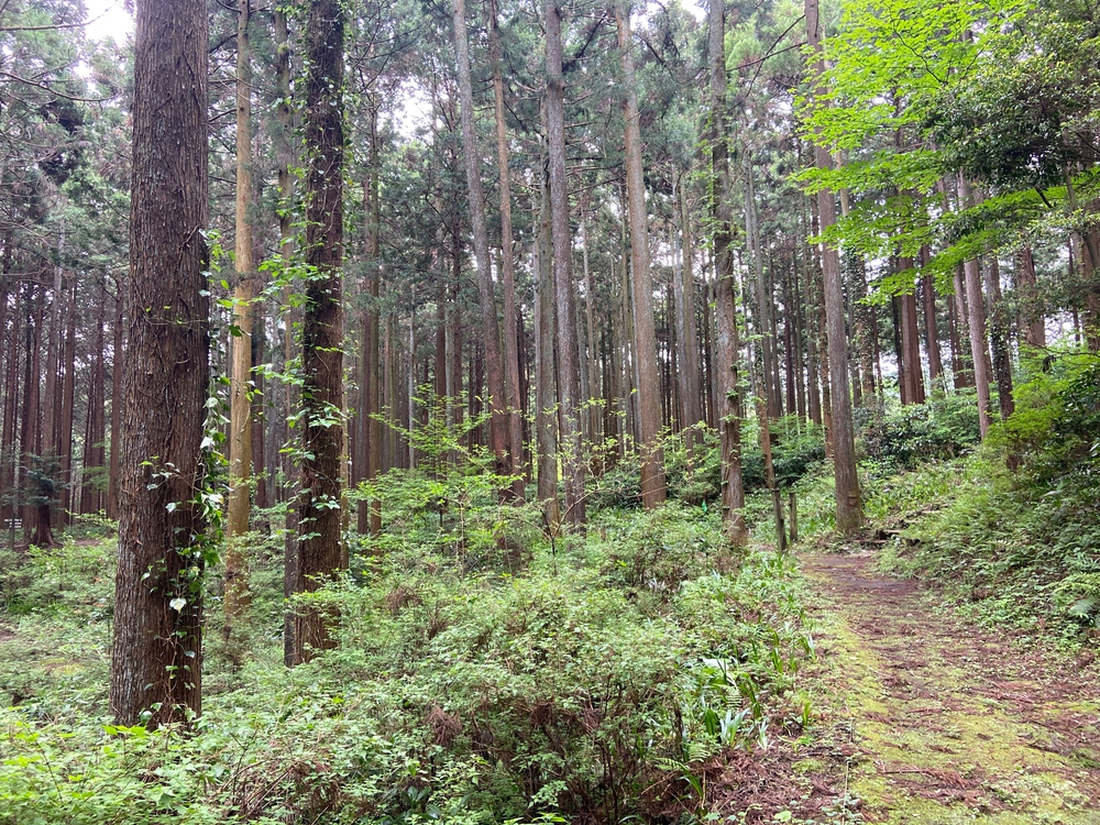 ゆるトレ日記『小田原城の裏山〜いこいの森散策』の写真12