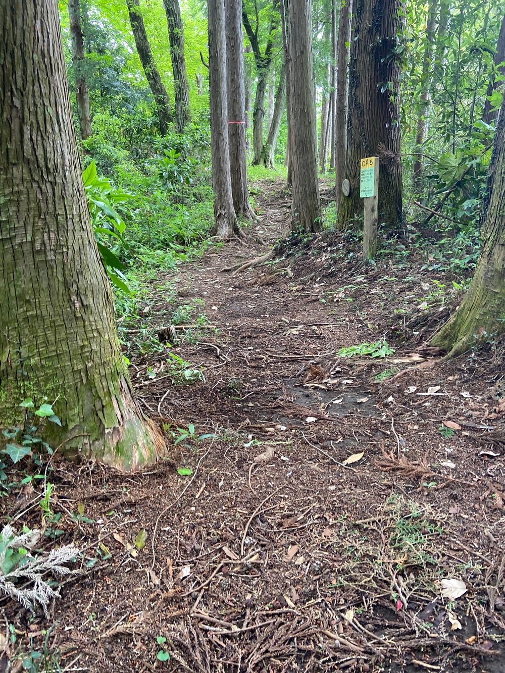 ゆるトレ日記『小田原城の裏山〜いこいの森散策』の写真13
