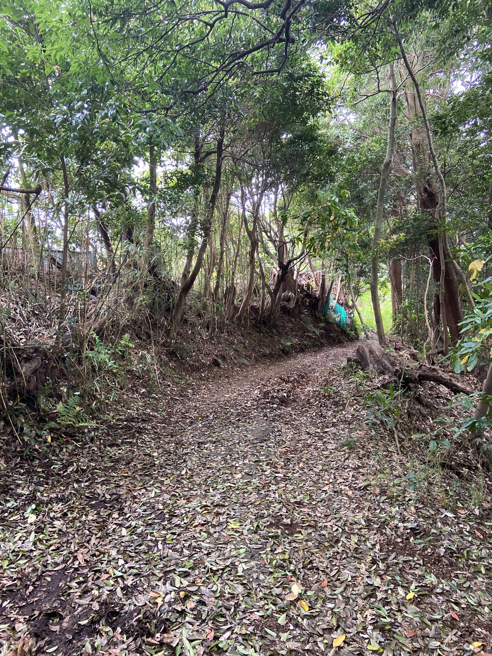ゆるトレ日記『小田原城の裏山〜いこいの森散策』の写真19