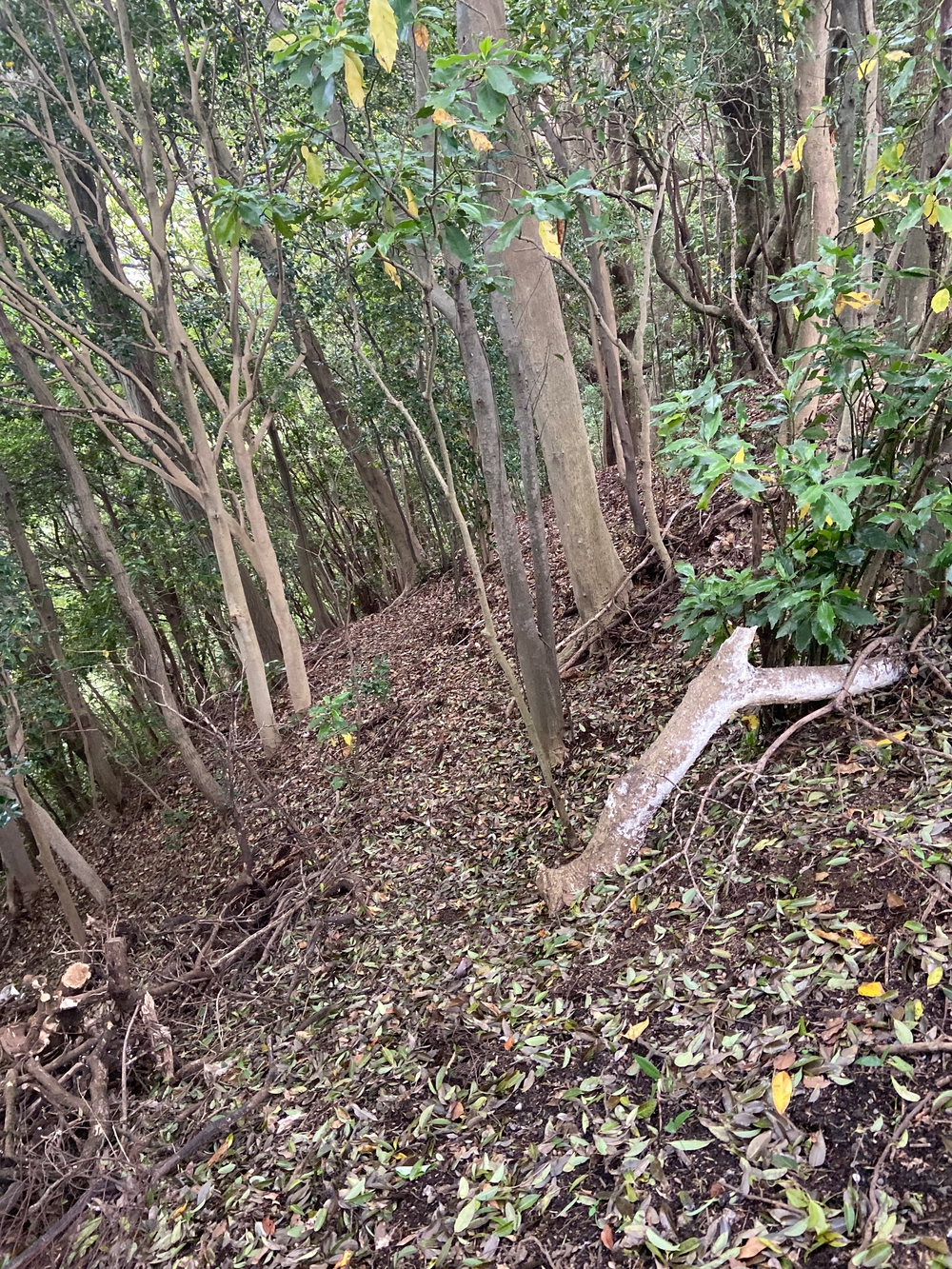 ゆるトレ日記『小田原城の裏山〜いこいの森散策』の写真20