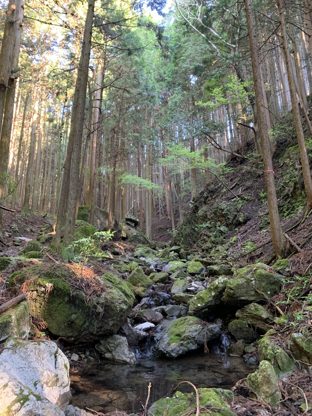 【トレイル】奥武蔵　伊豆ヶ岳1wayの写真6