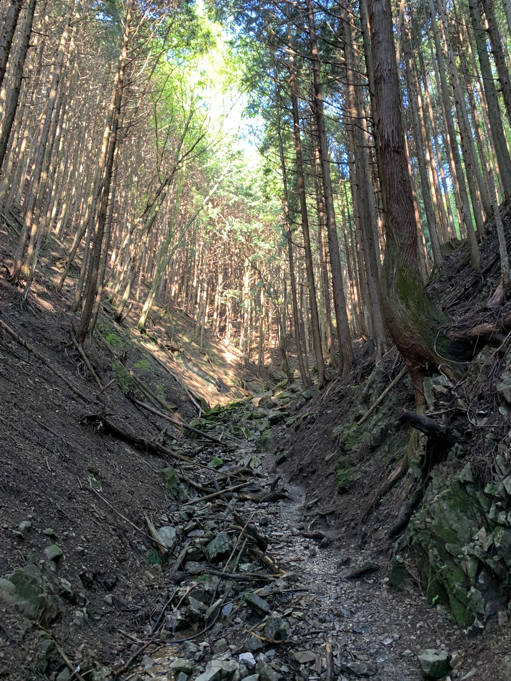 【トレイル】奥武蔵　伊豆ヶ岳1wayの写真7