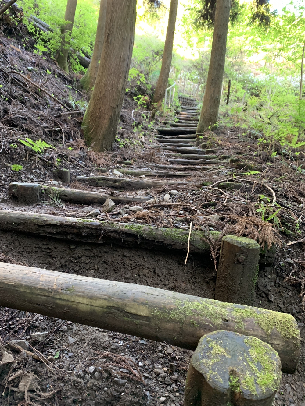 【トレイル】奥武蔵　伊豆ヶ岳1wayの写真8