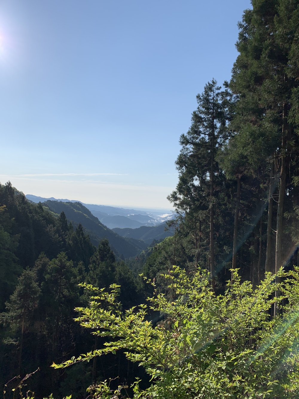 【トレイル】奥武蔵　伊豆ヶ岳1wayの写真9