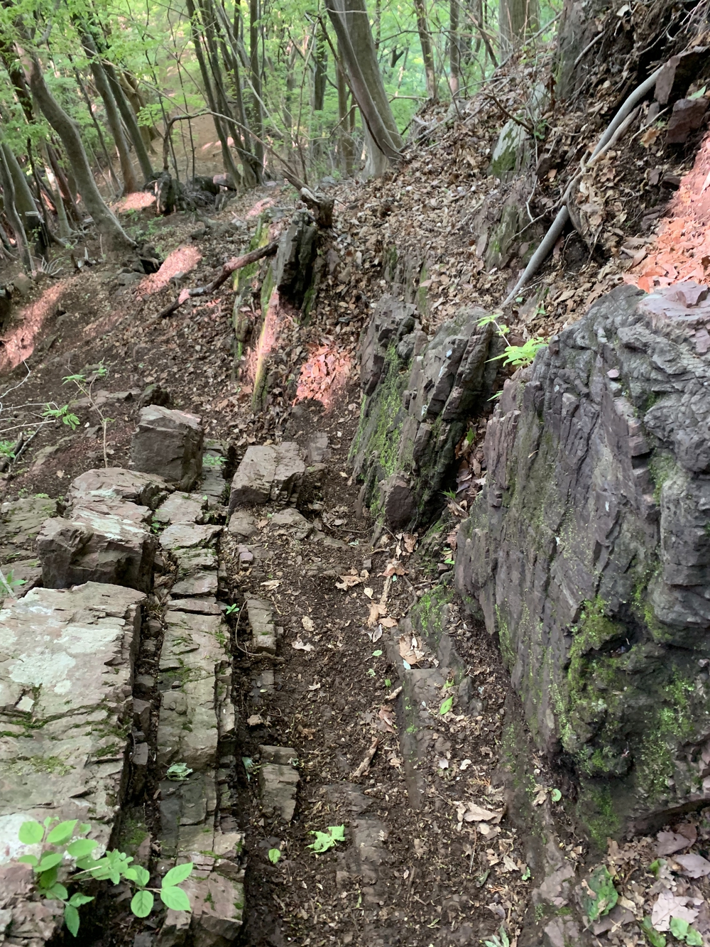 【トレイル】奥武蔵　伊豆ヶ岳1wayの写真14