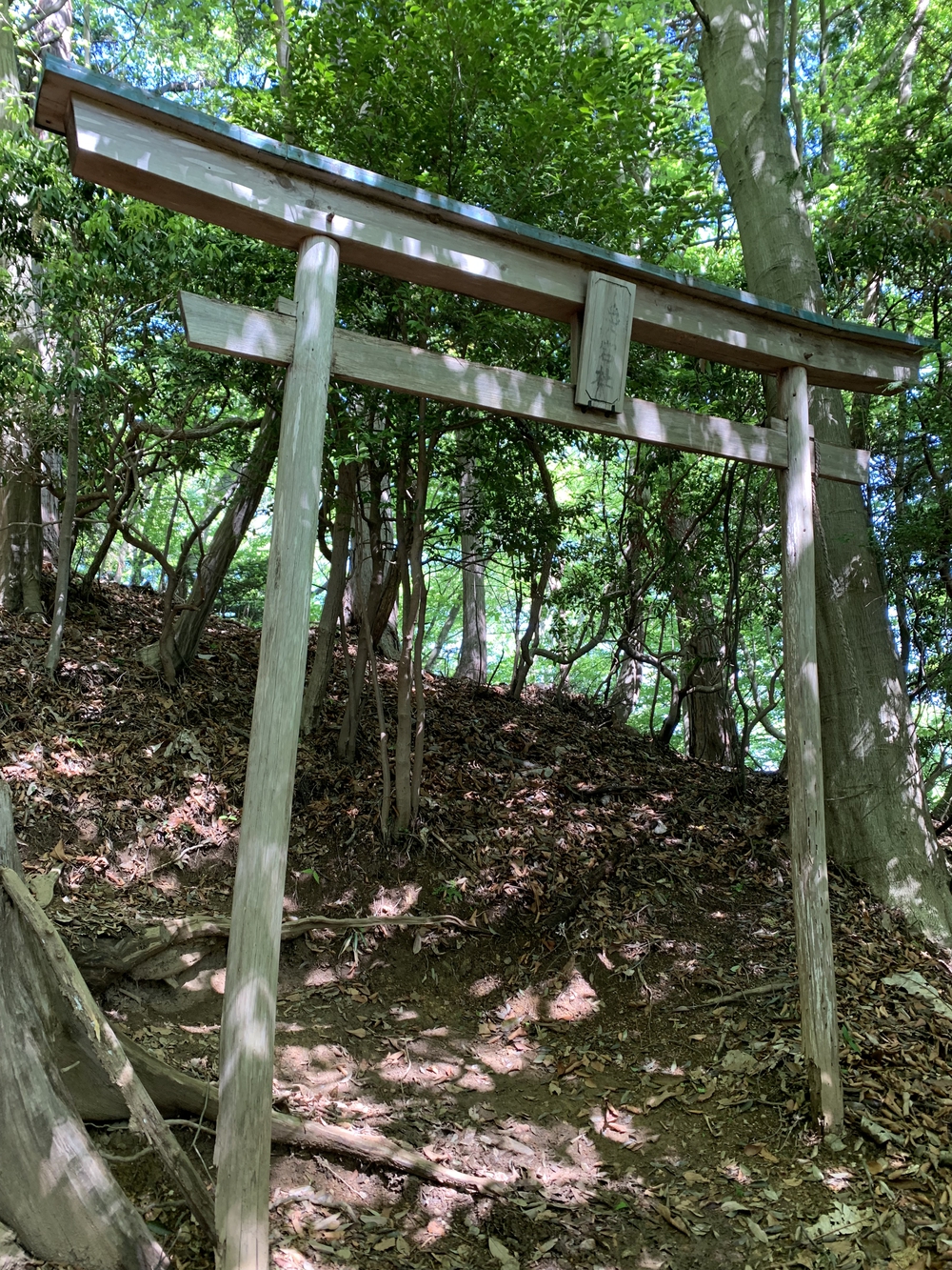 【トレイル】奥武蔵　伊豆ヶ岳1wayの写真17