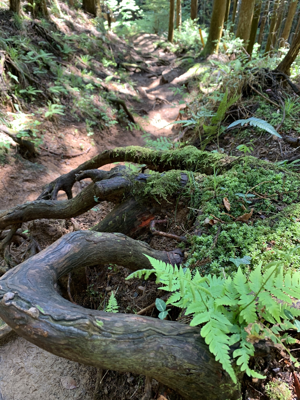 【トレイル】奥武蔵　伊豆ヶ岳1wayの写真21