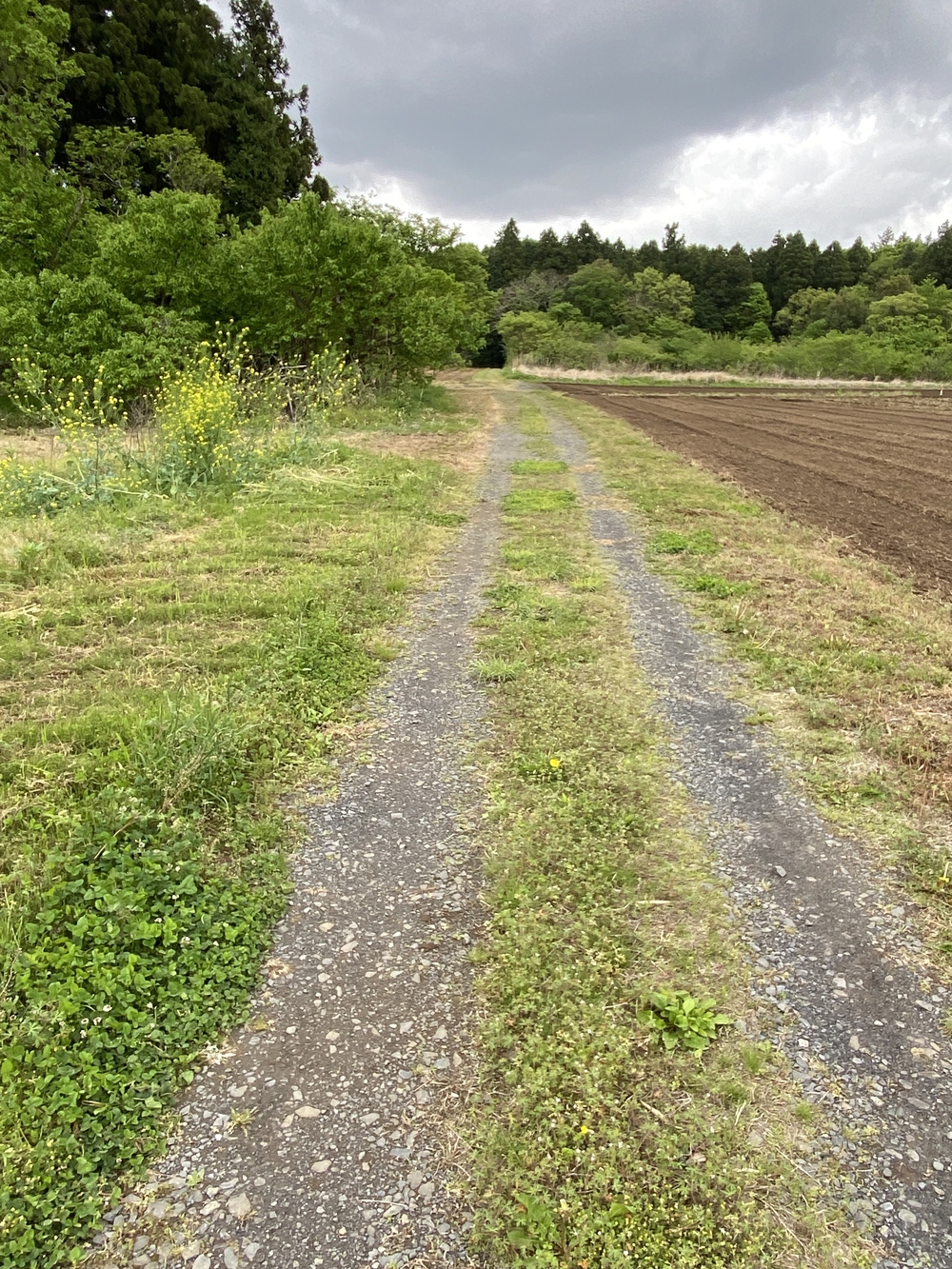牛久大仏を仰ぎながらのランの写真11