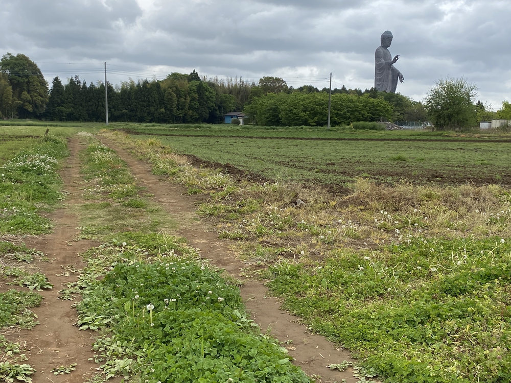 牛久大仏を仰ぎながらのランの写真15