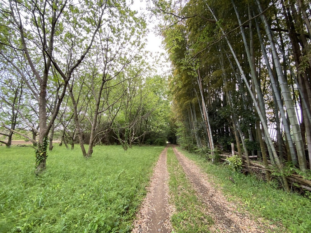 牛久大仏を仰ぎながらのランの写真16