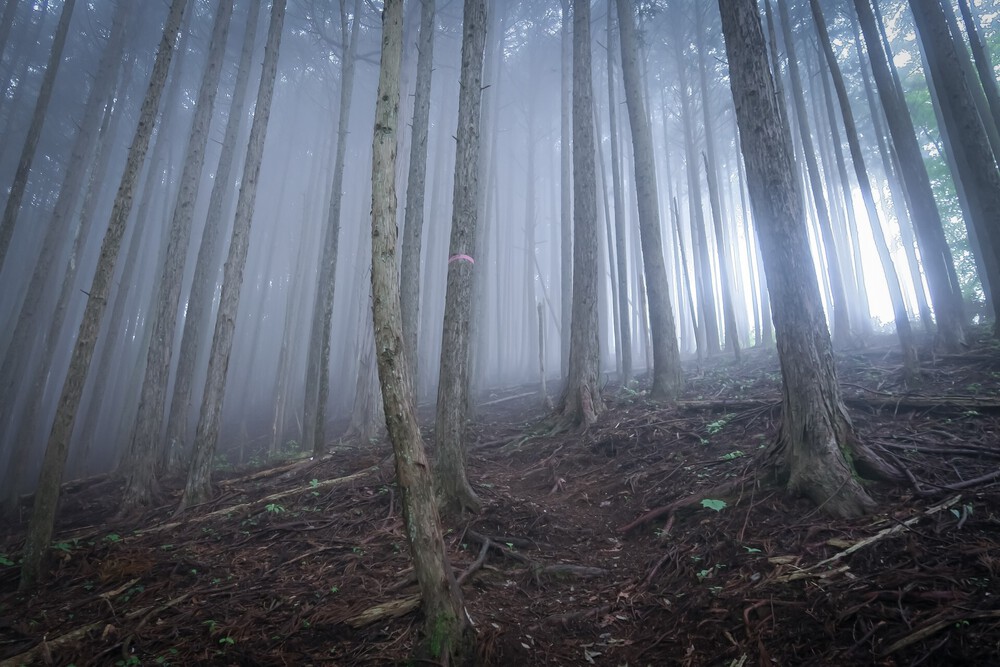 ラニヘッドトレイルからの日の出山と御岳山の写真7
