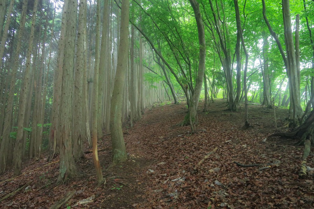 ラニヘッドトレイルからの日の出山と御岳山の写真8