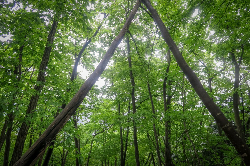 ラニヘッドトレイルからの日の出山と御岳山の写真10