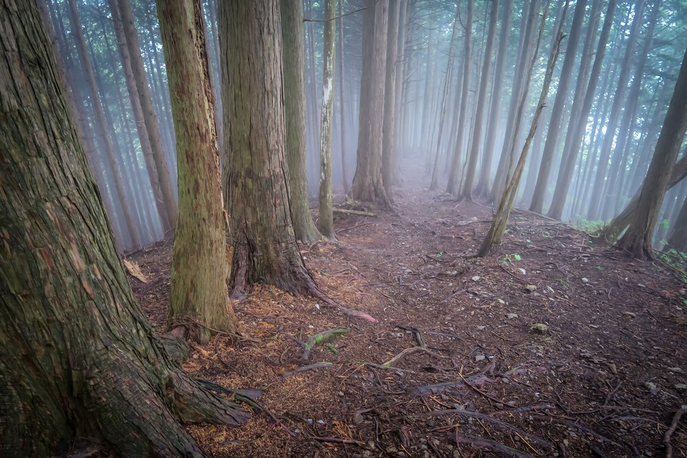 ラニヘッドトレイルからの日の出山と御岳山の写真12