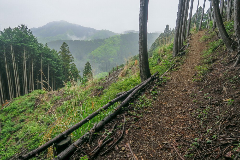 ラニヘッドトレイルからの日の出山と御岳山の写真13