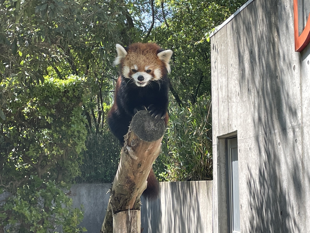 宮崎シーガイアマラソンの写真16