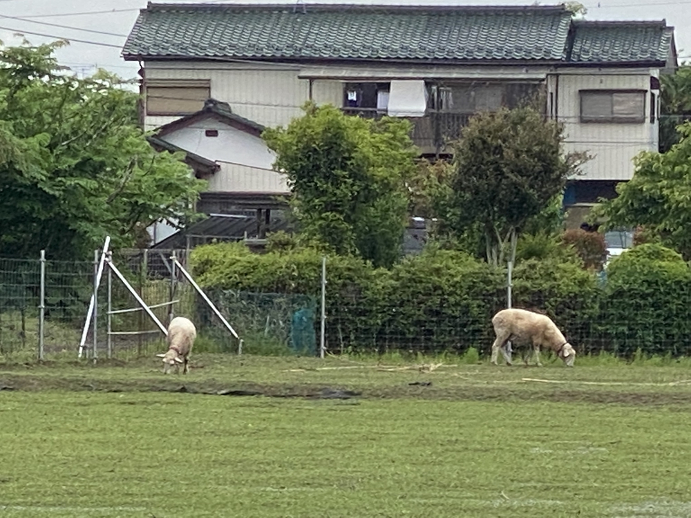彩北巡りマラニック①（加須〜羽生編）の写真6