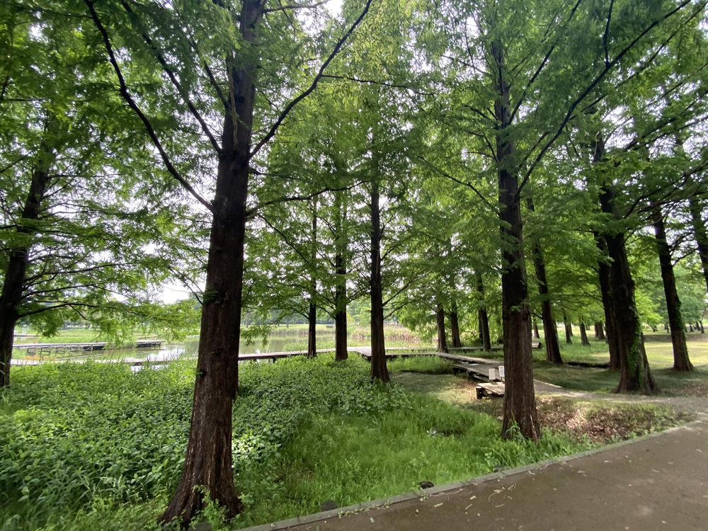 彩北巡りマラニック①（加須〜羽生編）の写真12