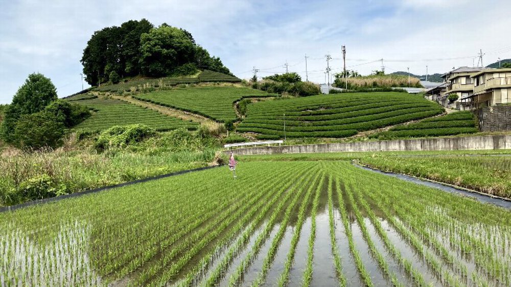 お茶の京都【和束町の茶源郷】の写真4