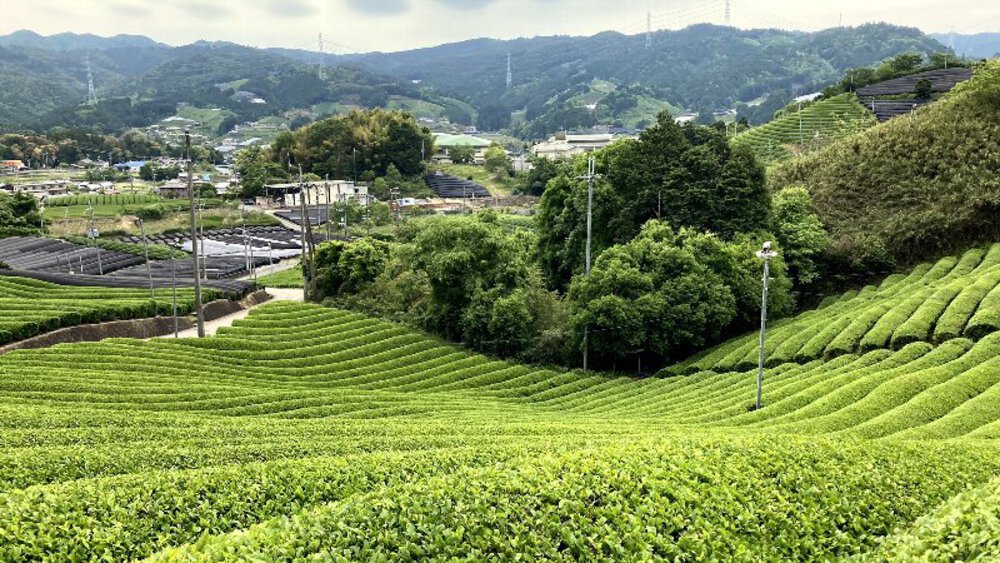 お茶の京都【和束町の茶源郷】の写真6
