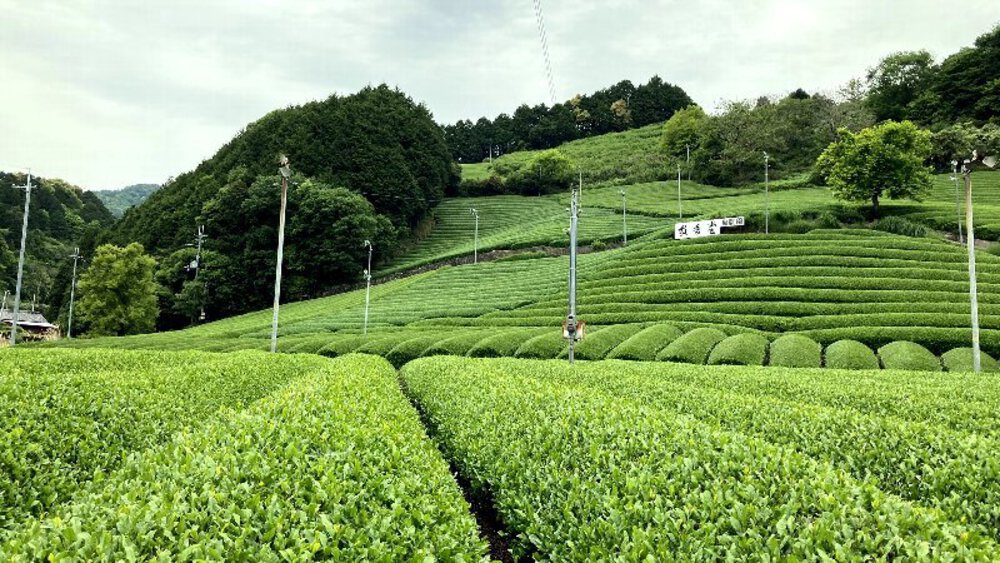 お茶の京都【和束町の茶源郷】の写真10