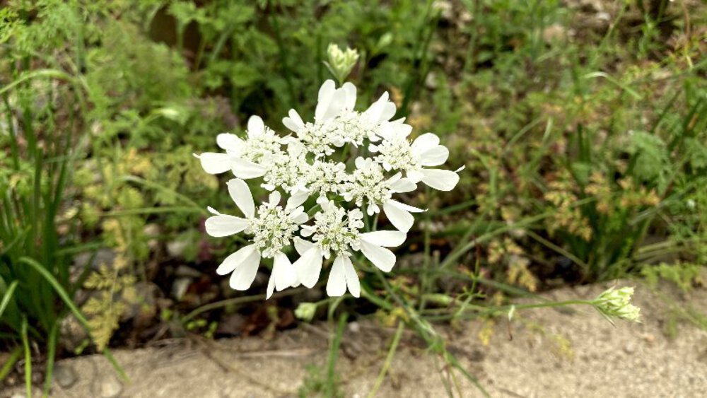 お茶の京都【和束町の茶源郷】の写真12
