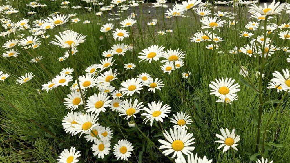 お茶の京都【和束町の茶源郷】の写真15