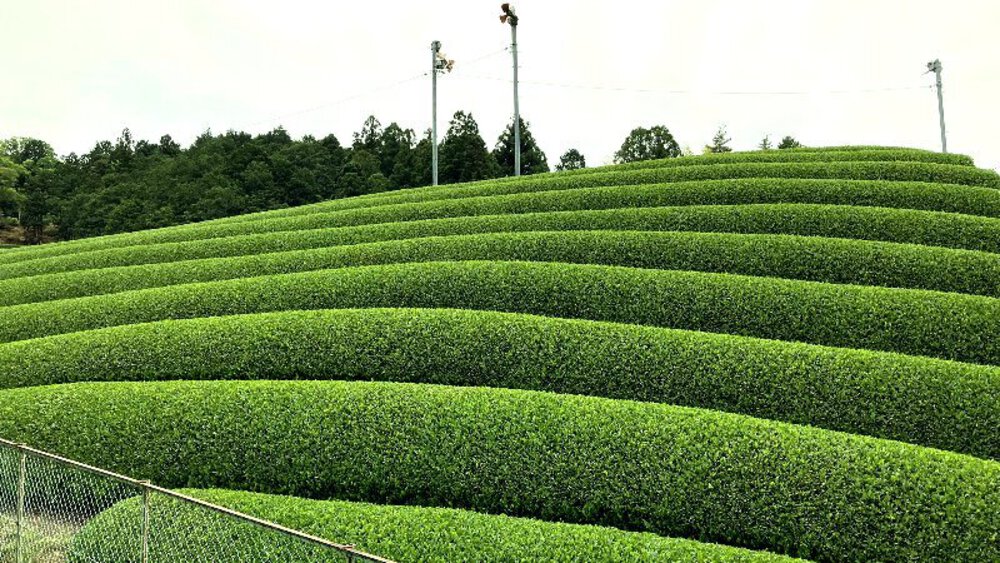 お茶の京都【和束町の茶源郷】の写真18